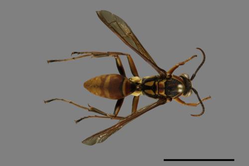 Polistes formosanus[00093566]