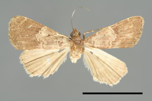 <已分類>Family：Noctuidae[夜蛾科][00010736]