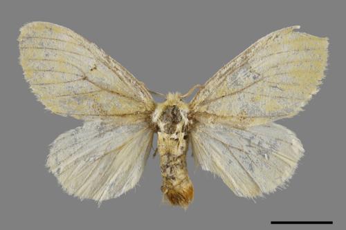 <已分類>Genus：Euproctis[00047931]