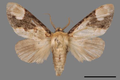 Formofentonia orbifer rotundata[圓紛舟蛾][00014505]