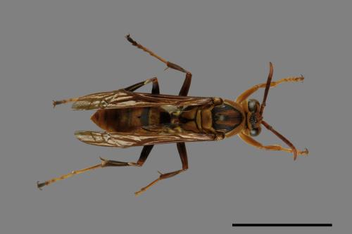 Polistes formosanus[00075670]