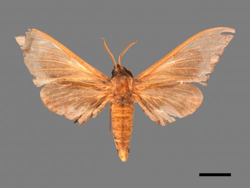 <已分類>Family：Sphingidae[天蛾科][00089592]