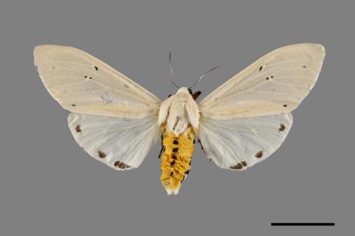 Creatonotos transiens vacillans[八點燈蛾][00071352]