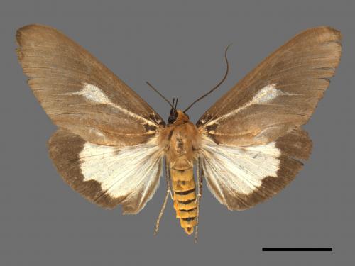 Asota heliconia zebrina[圓端擬燈蛾][00045615]