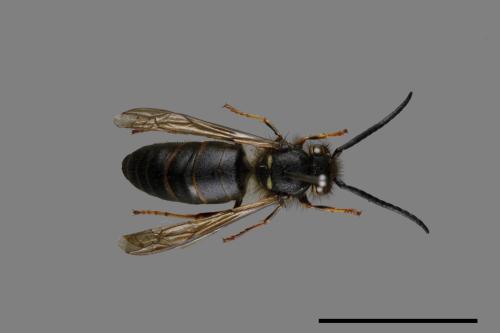 Vespula flaviceps[細黃胡蜂][00072873]