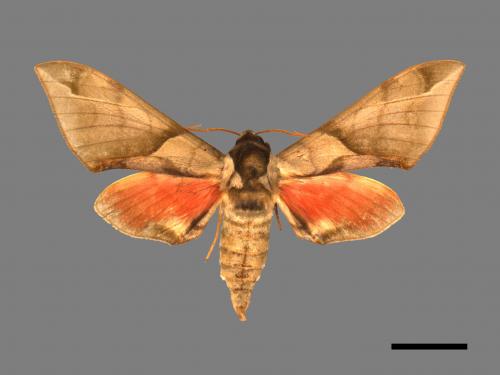 Callambulyx tatarinovii formosana[榆綠天蛾][00017823]