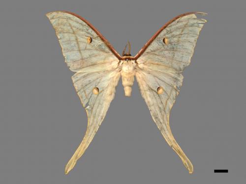 Actias selene ningpoana[長尾水青蛾][00016319]