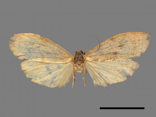 Eilema rubrescens[中條灰苔蛾][00039669]