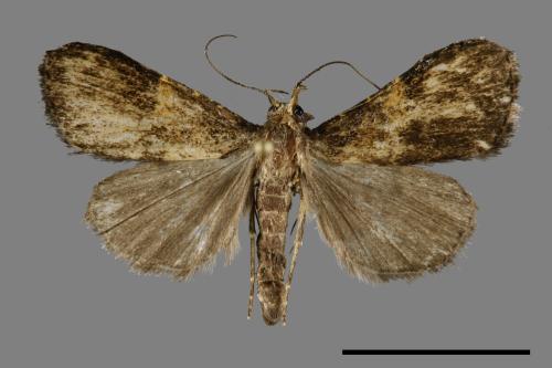 <已分類>Family：Noctuidae[夜蛾科][00092229]