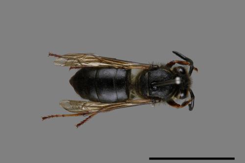 Vespula flaviceps[細黃胡蜂][00073135]