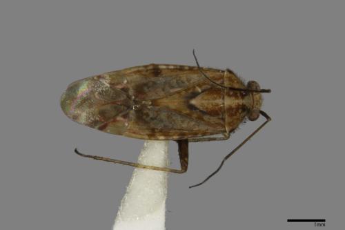 <已分類>Family：Miridae[盲椿象科][00040945]