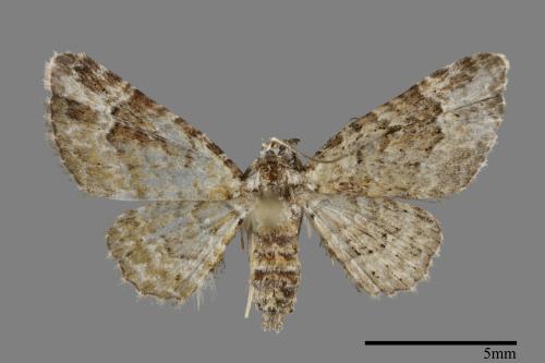 <已分類>Family：Geometridae[尺蠖蛾科][00092034]