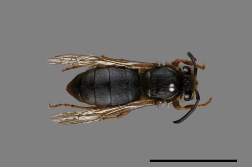 Vespula flaviceps[細黃胡蜂][00073123]