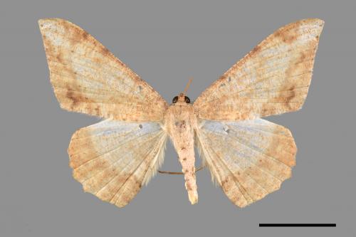 Luxiaria mitorrhaphes[雙斑鈎尺蛾][00058809]