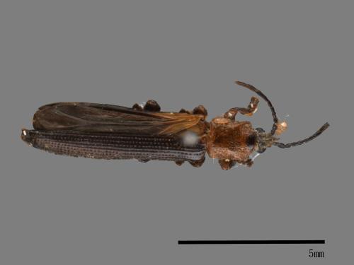<已分類>Family：Chrysomelidae[金花蟲科][00082854]