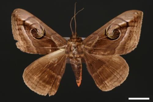 Spirama helicina[旋目夜蛾][00005422]