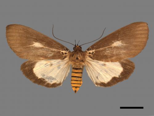Asota heliconia zebrina[圓端擬燈蛾][00045556]