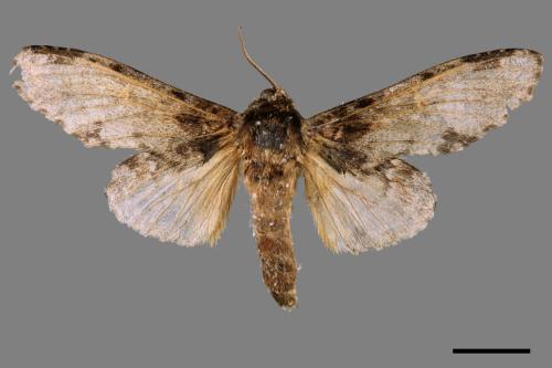 Peridea sikkima ochreipennis[錫納斑舟蛾][00051304]