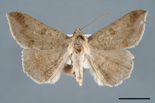 <已分類>Genus：Ericeia[00006450]