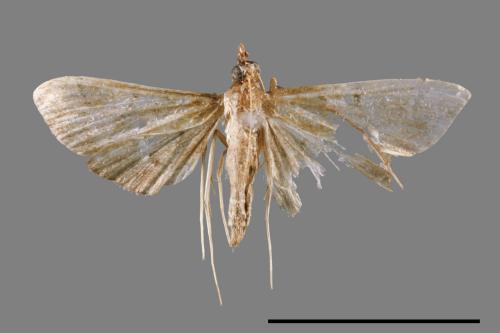 <已分類>Family：Crambidae[草螟科][00065441]