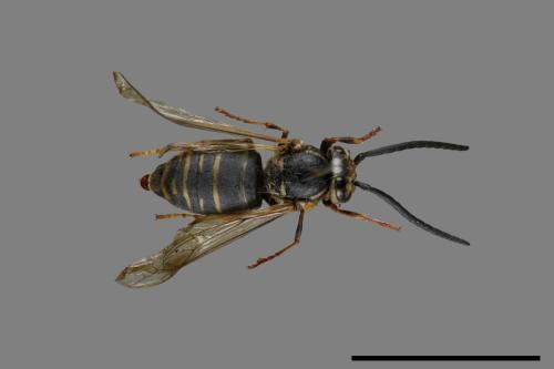 Vespula flaviceps[細黃胡蜂][00072932]