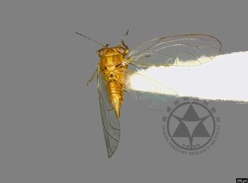 <已分類>Family：Psyllidae[木蝨科][00046036]