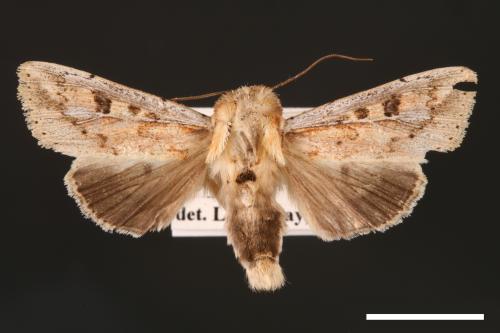 Mythimna albomarginata rubea[白緣秘夜蛾][00001526]