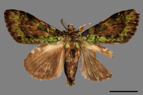 Somera viridifusca viridifusca[瑟舟蛾][00020227]