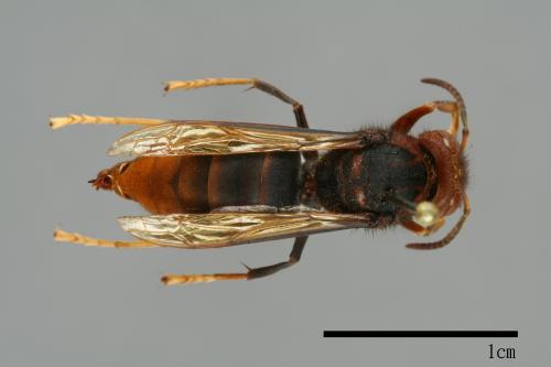 Vespa velutina[黃腳虎頭蜂][00096051]