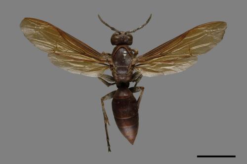 Polistes gigas[巨長腳蜂][00079531]