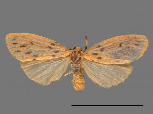 Asura acteola[台條紋豔苔蛾][00050400]