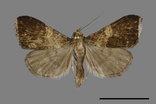 <已分類>Family：Noctuidae[夜蛾科][00100704]