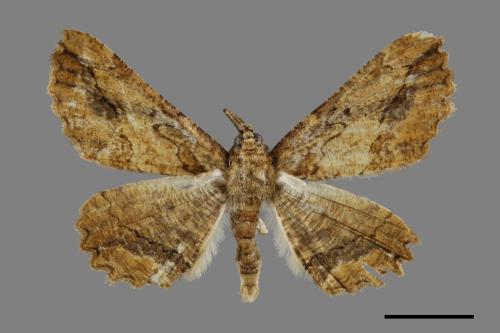 Menophra anaplagiata[茶褐耳尺蛾][00071454]