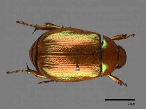 Mimela testaceoviridis[黃艷金龜][00026706]