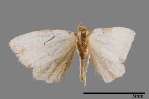 <已分類>Family：Noctuidae[夜蛾科][00008336]