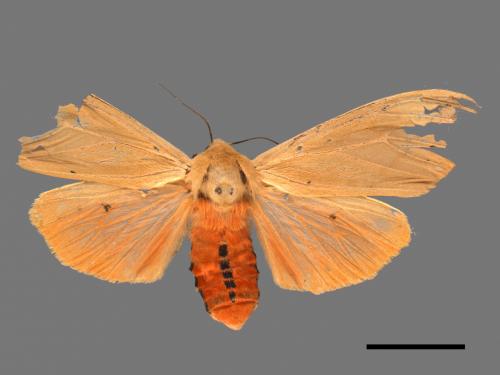 Spilarctia wilemani[褐赭污燈蛾][00018728]