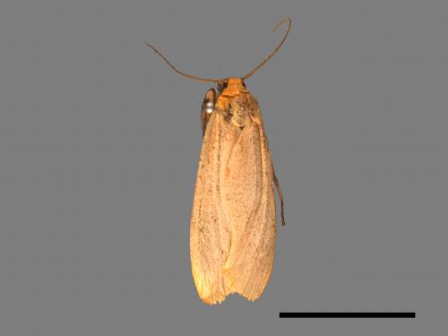 Eilema usuguronis[黃邊土苔蛾][00036648]