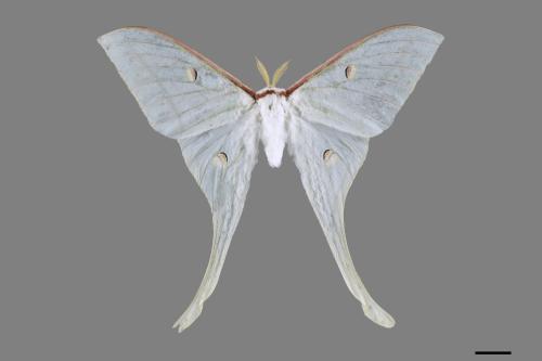 Actias selene ningpoana[長尾水青蛾][00094119]