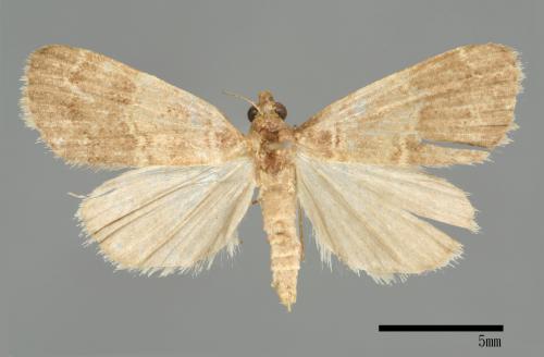 <已分類>Family：Noctuidae[夜蛾科][00010745]