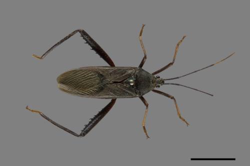 Notobitus meleagris[黑竹緣蝽][00075326]