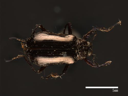 Cleomis marginicollis[爪哇擬步行蟲][00082188]