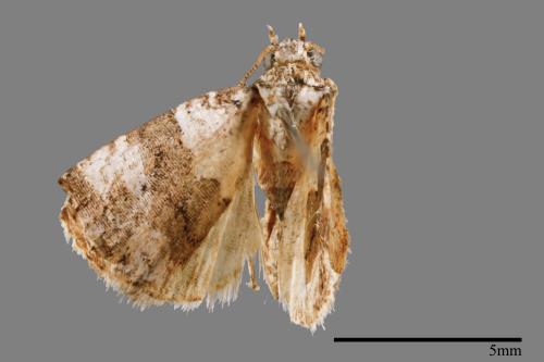 <已分類>Family：Noctuidae[夜蛾科][00010646]
