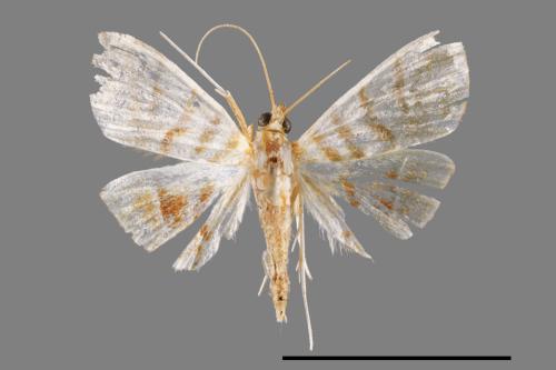 <已分類>Family：Crambidae[草螟科][00047698]