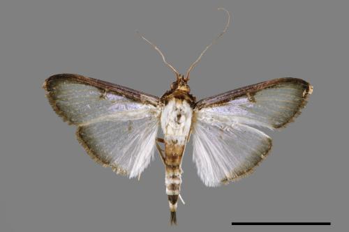 Sisyrophora pfeifferae[00024551]