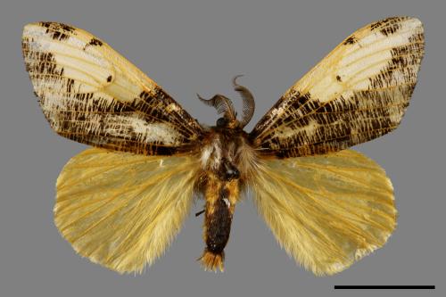 Locharna strigipennis[00070450]