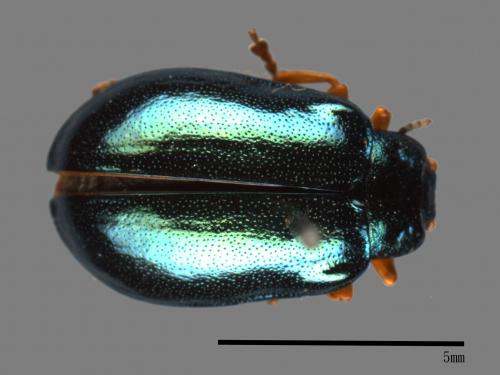 <已分類>Family：Chrysomelidae[金花蟲科][00081194]