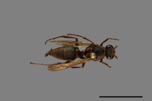 Polistes takasagonus[雙斑長腳蜂][00072793]