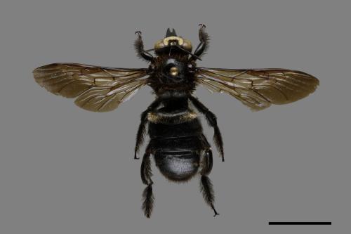 Xylocopa tranquebarorum[銅翼眥木蜂][00074783]