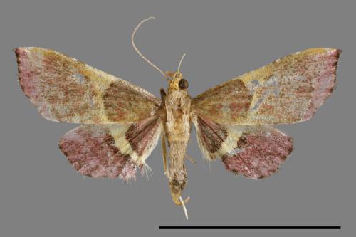 <已分類>Family：Pyralidae[螟蛾科][00064054]