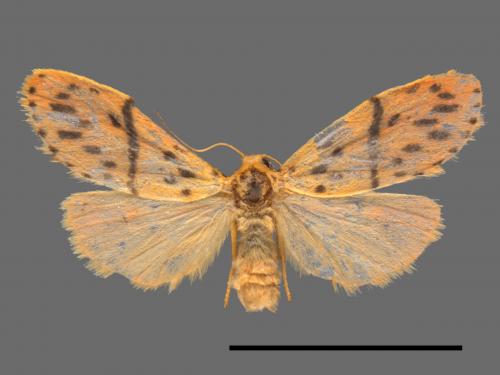 Asura acteola[台條紋豔苔蛾][00053581]